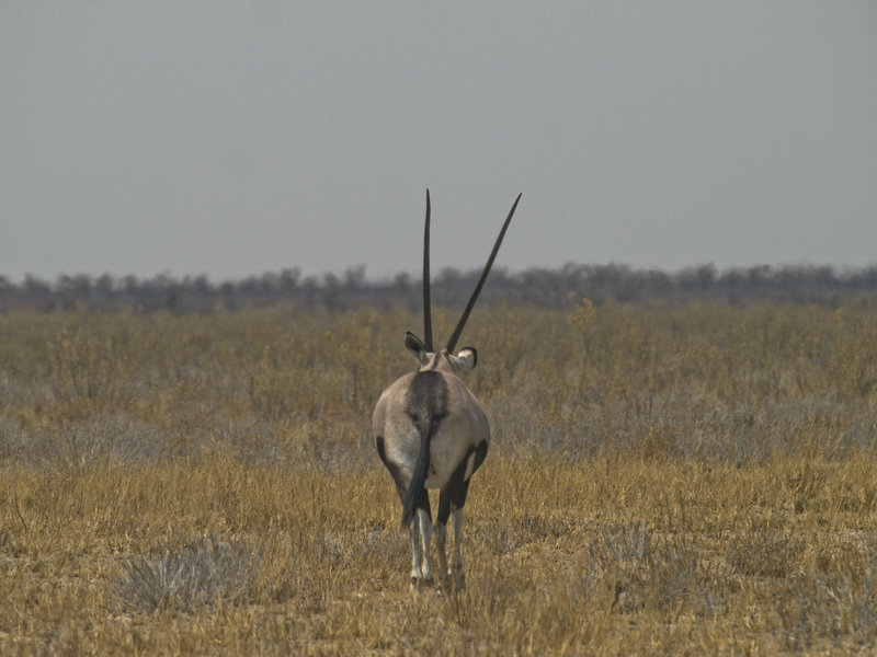 Okaukuejo, Oryx